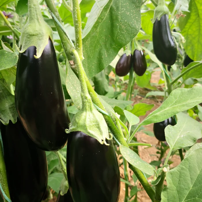 Black Pearl F1