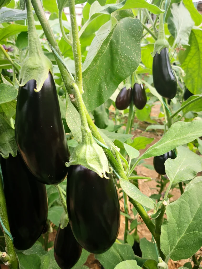 Black Pearl F1