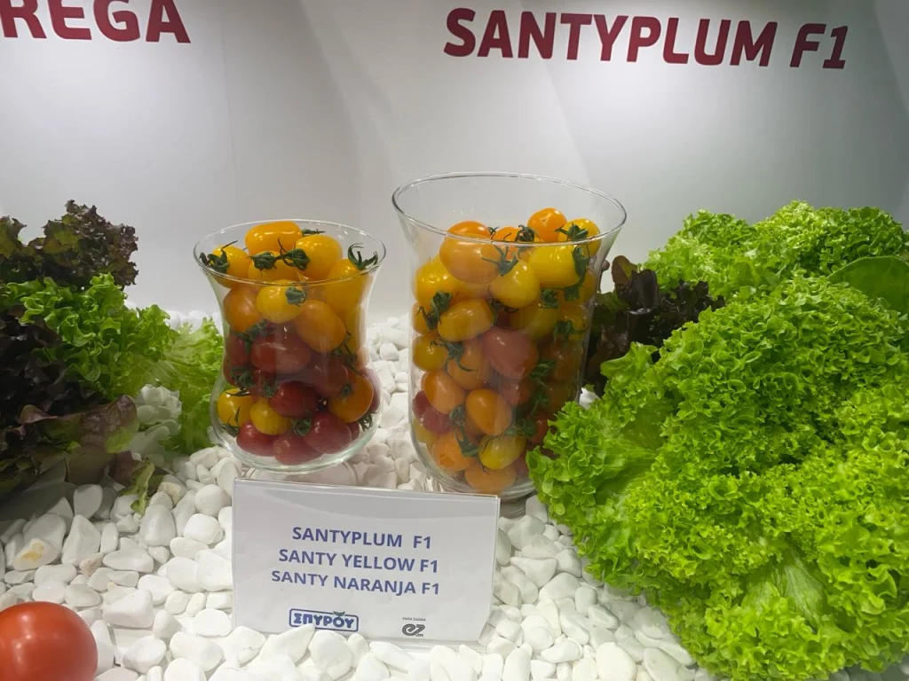Santy Yellow F1 / Santy Naranja F1