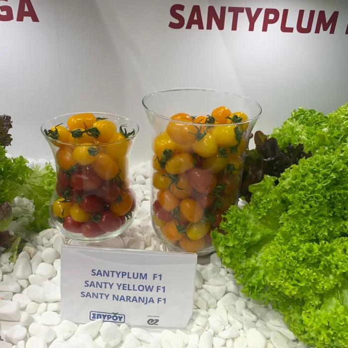 Santy Yellow F1 / Santy Naranja F1