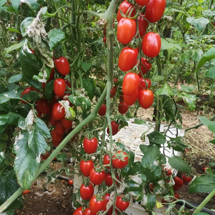 Santyplum F1