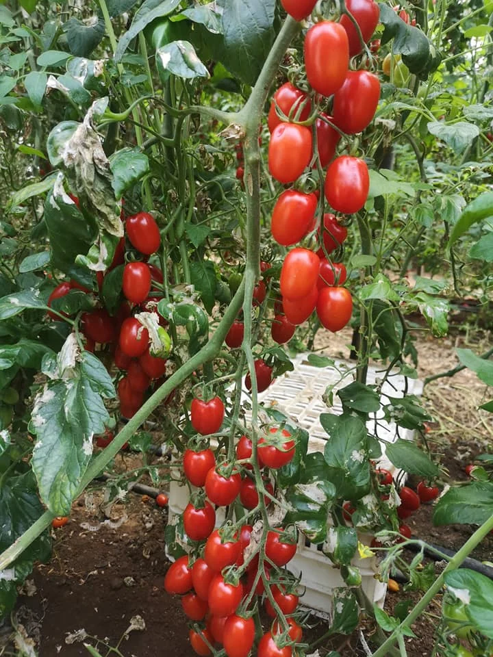 Santyplum F1