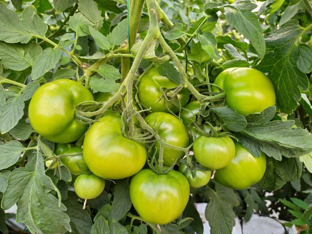 Elpida F1
