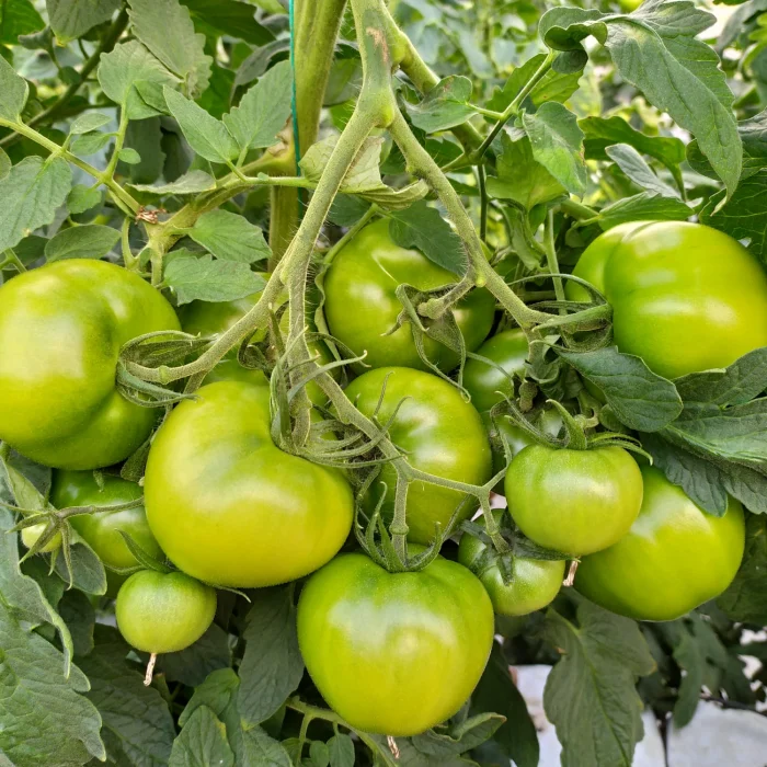 Elpida F1